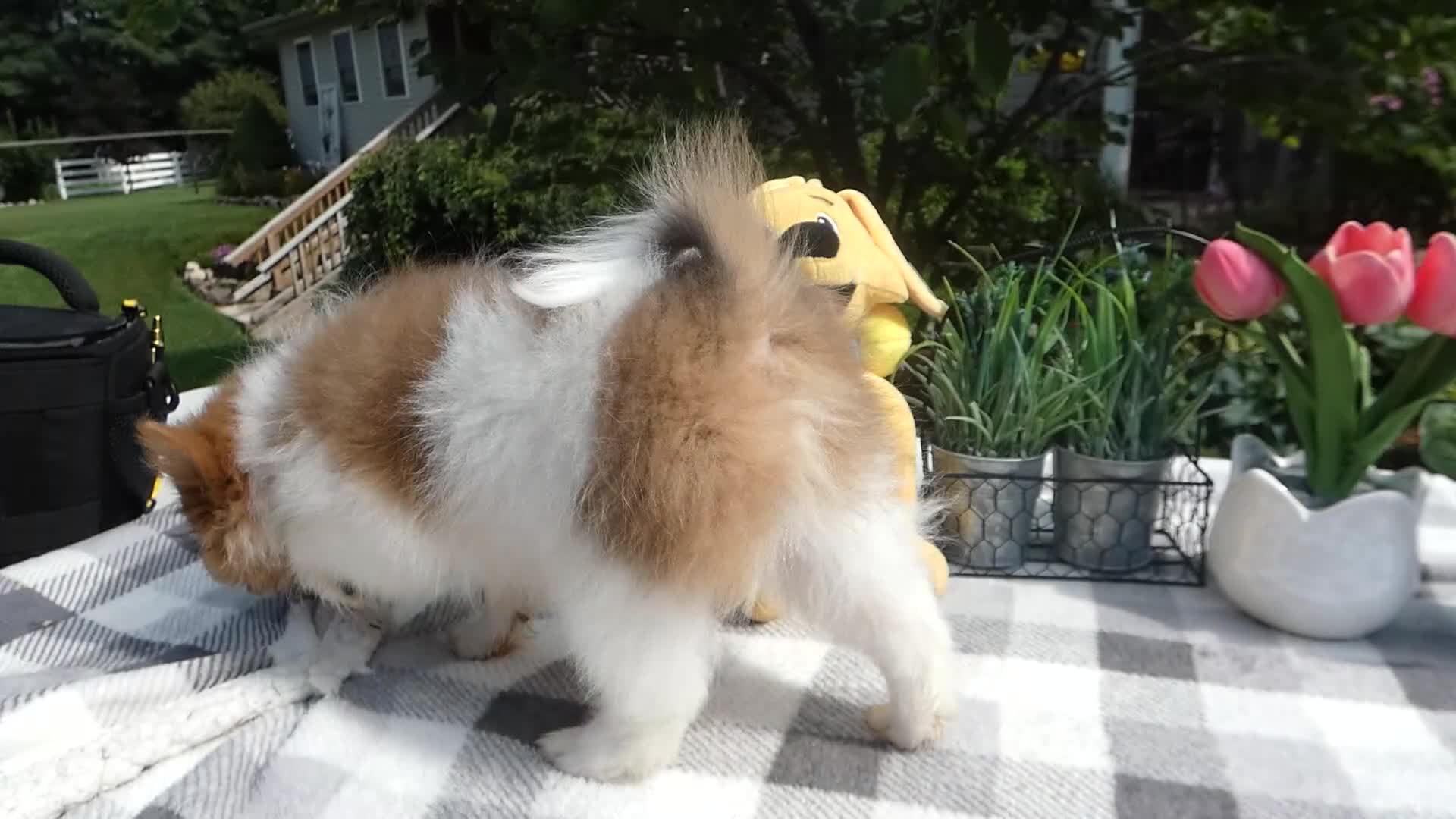 Pomeranian dogs for sale: Pomeranian 3 Jule - Video 1