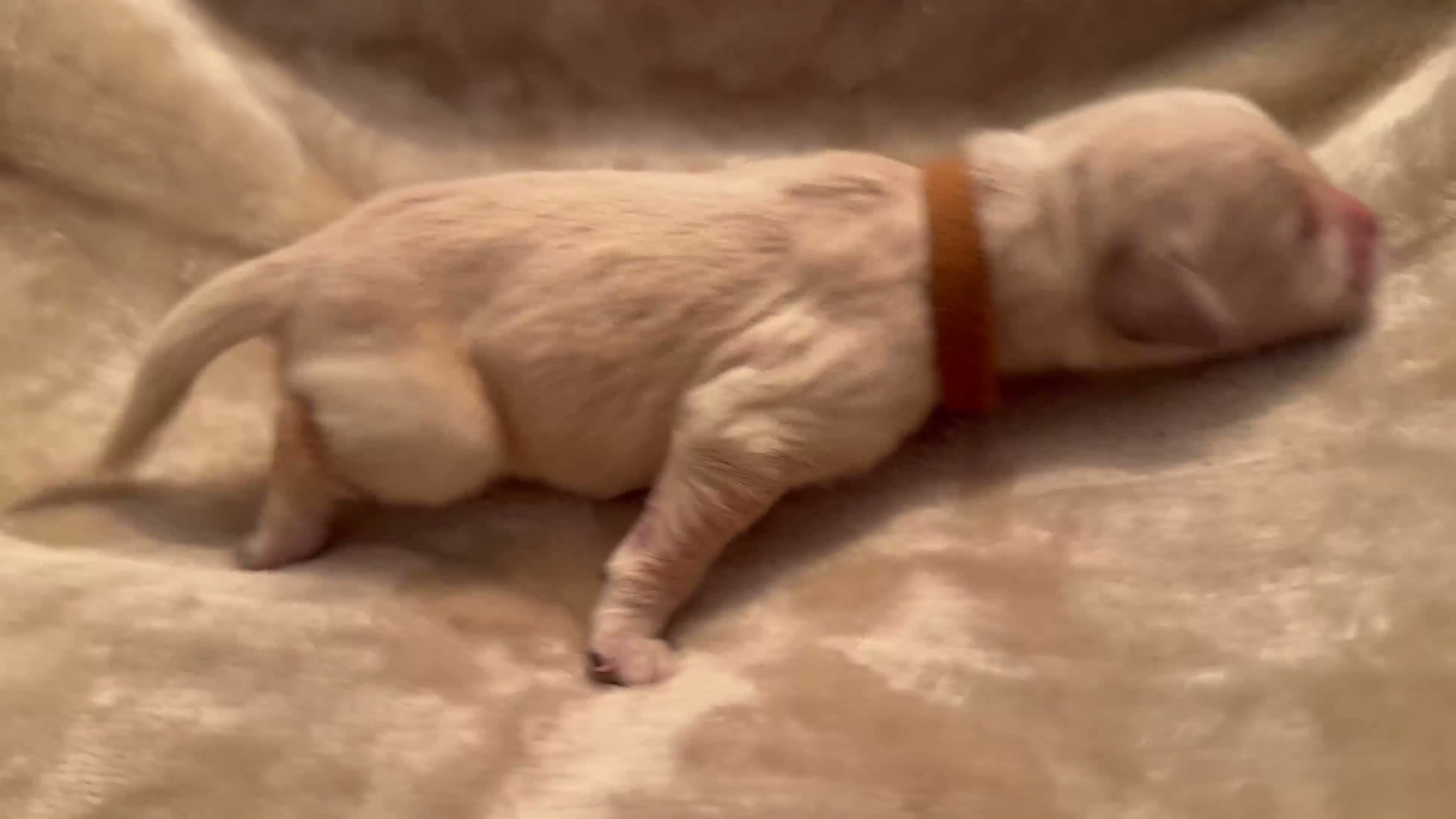 Golden Retriever dogs for sale: Golden Retriever 3 - Video 1