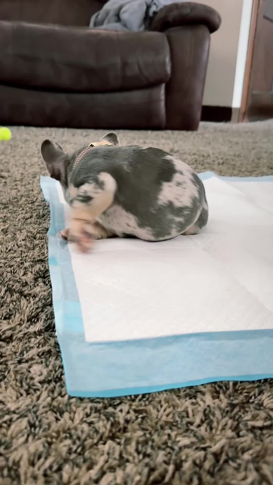 French Bulldog dogs for sale: French Bulldog 1 - Video 1