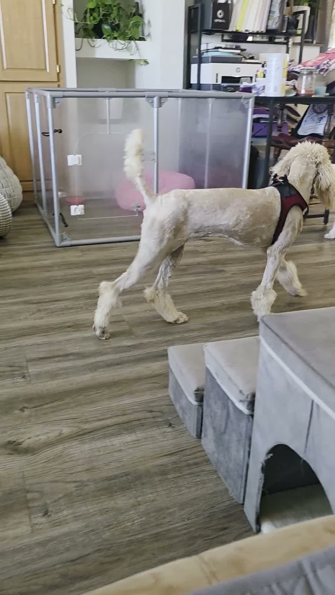 Standard Poodle dogs for sale: Marlee's Mystic Sunflower - Video 2