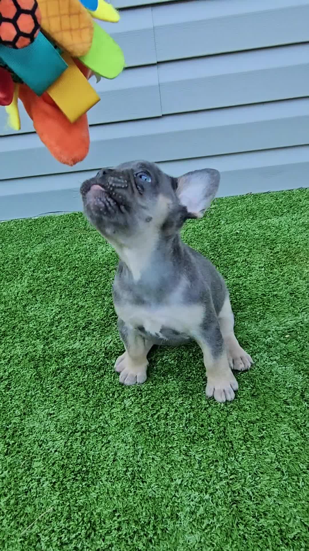 French Bulldog dogs for sale: Marina - Video 1