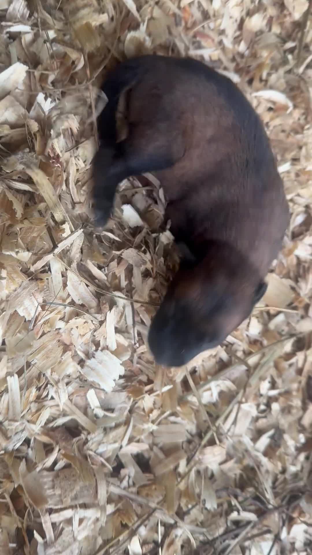 Belgian Malinois dogs for sale: Belgian Malinois 2 - Video 1