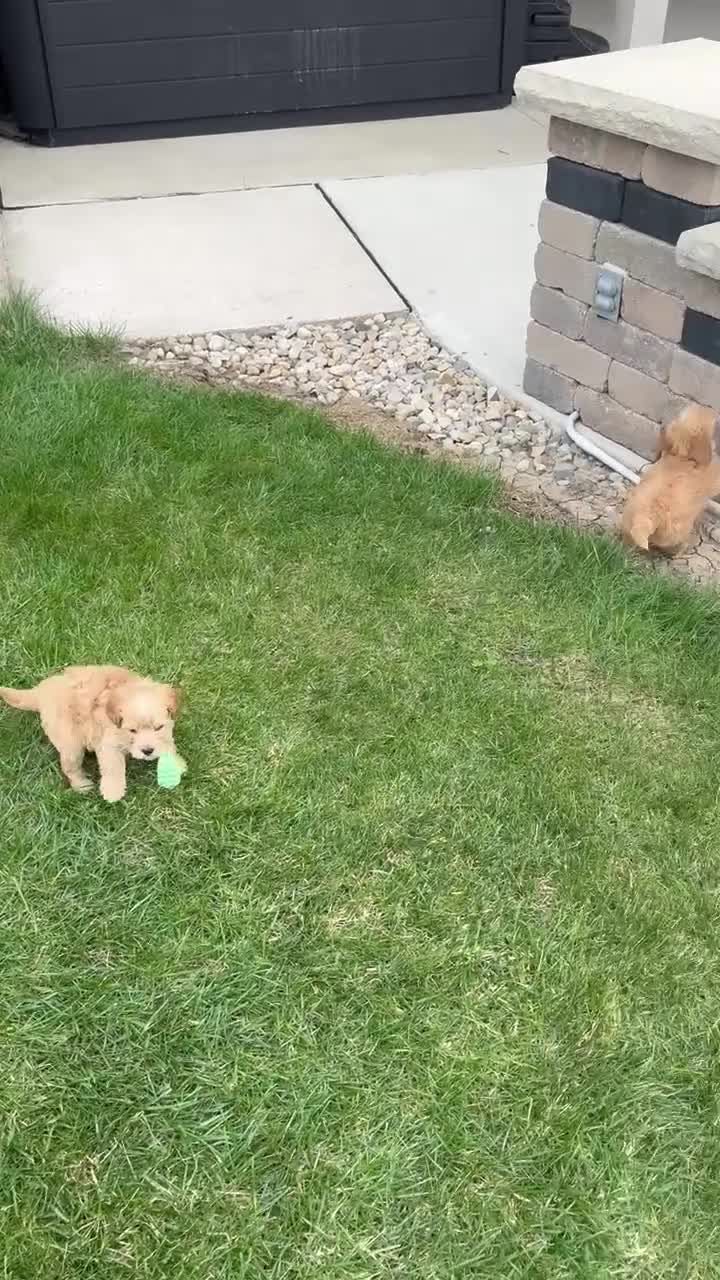 Mini Goldendoodle dogs for sale: Mini George - Video 2