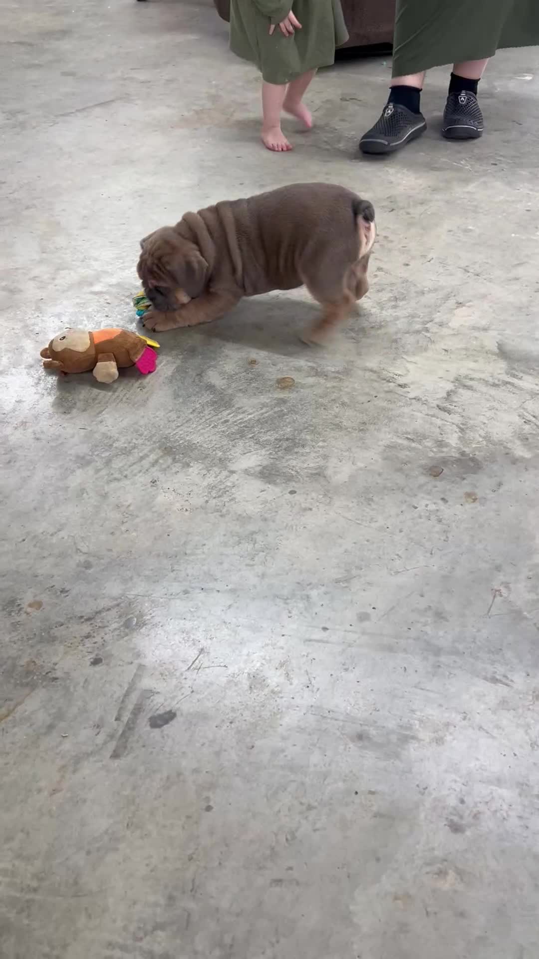 English Bulldog dogs for sale: Sawyer - Video 1