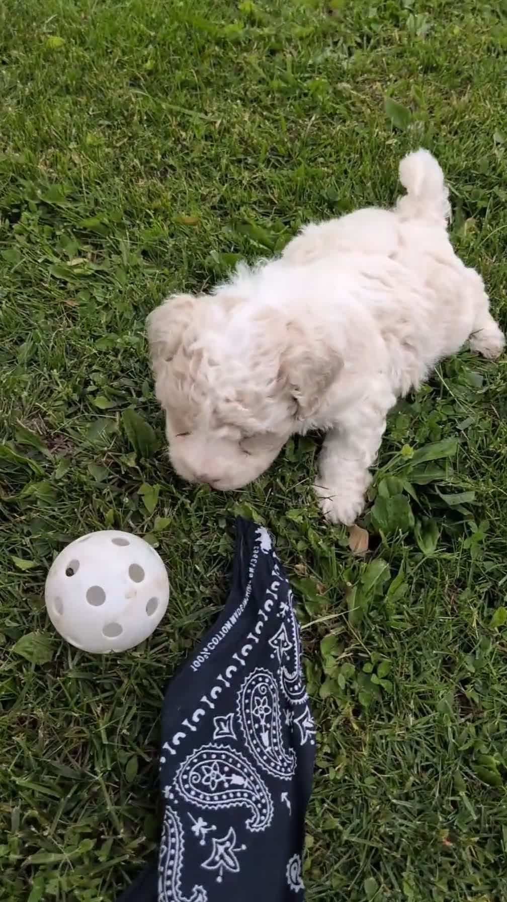 Havapoo dogs for sale: Teddy - Video 1