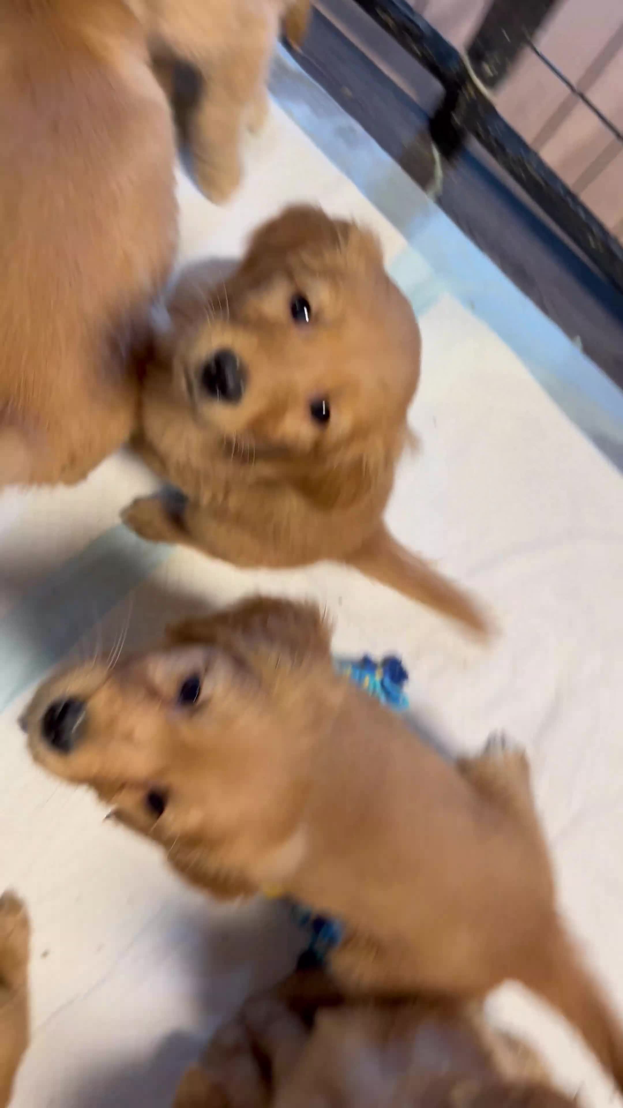 Golden Retriever dogs for sale: Cooper - Video 1