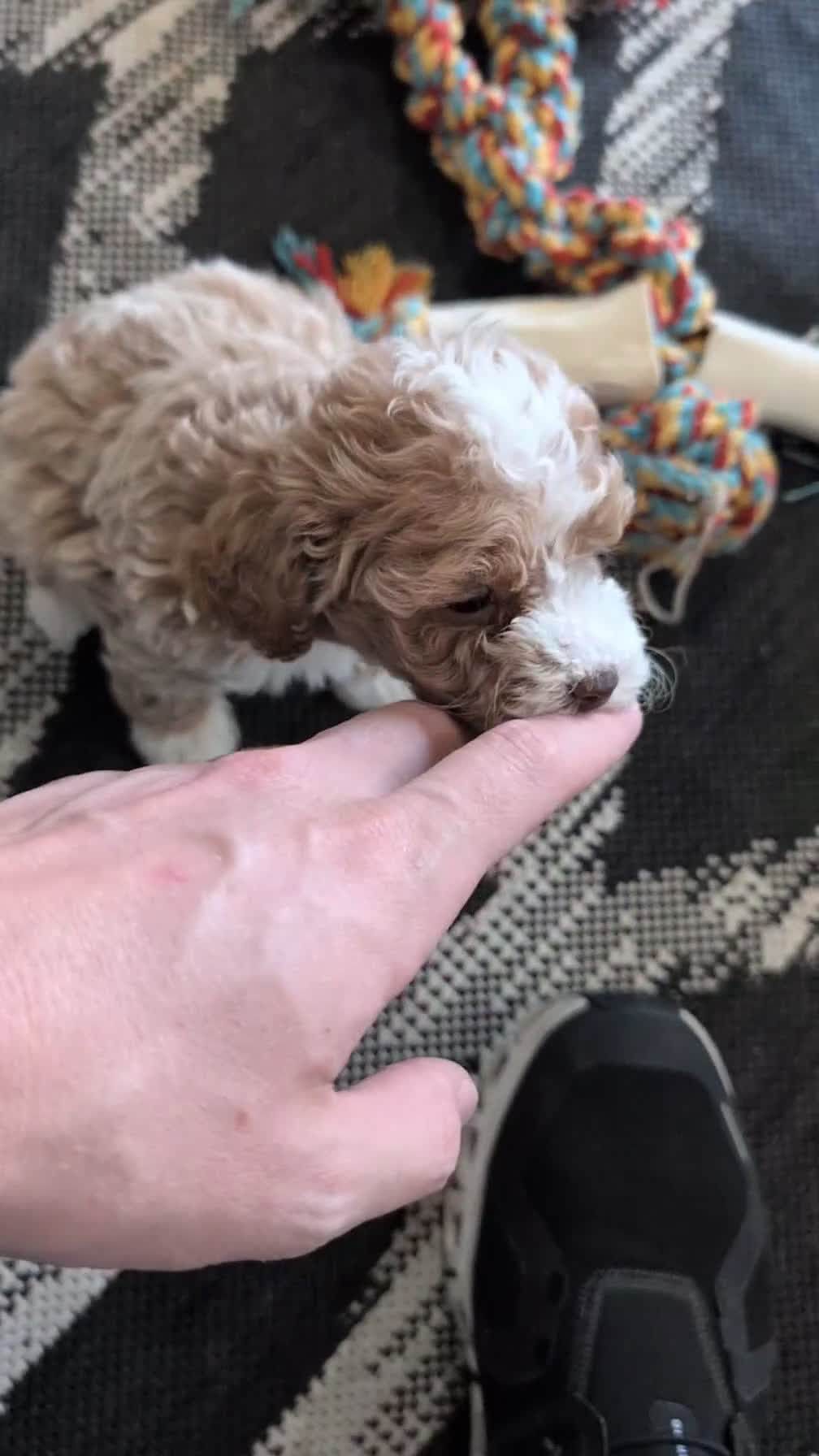 Cockapoo dogs for sale: Tara - Video 1