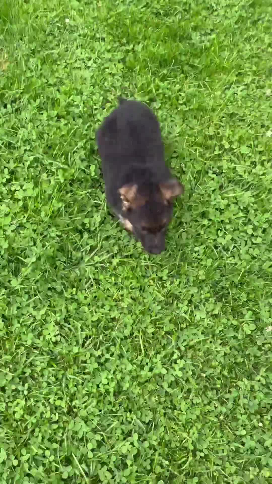 German Shepherd dogs for sale: Kaden - Video 1