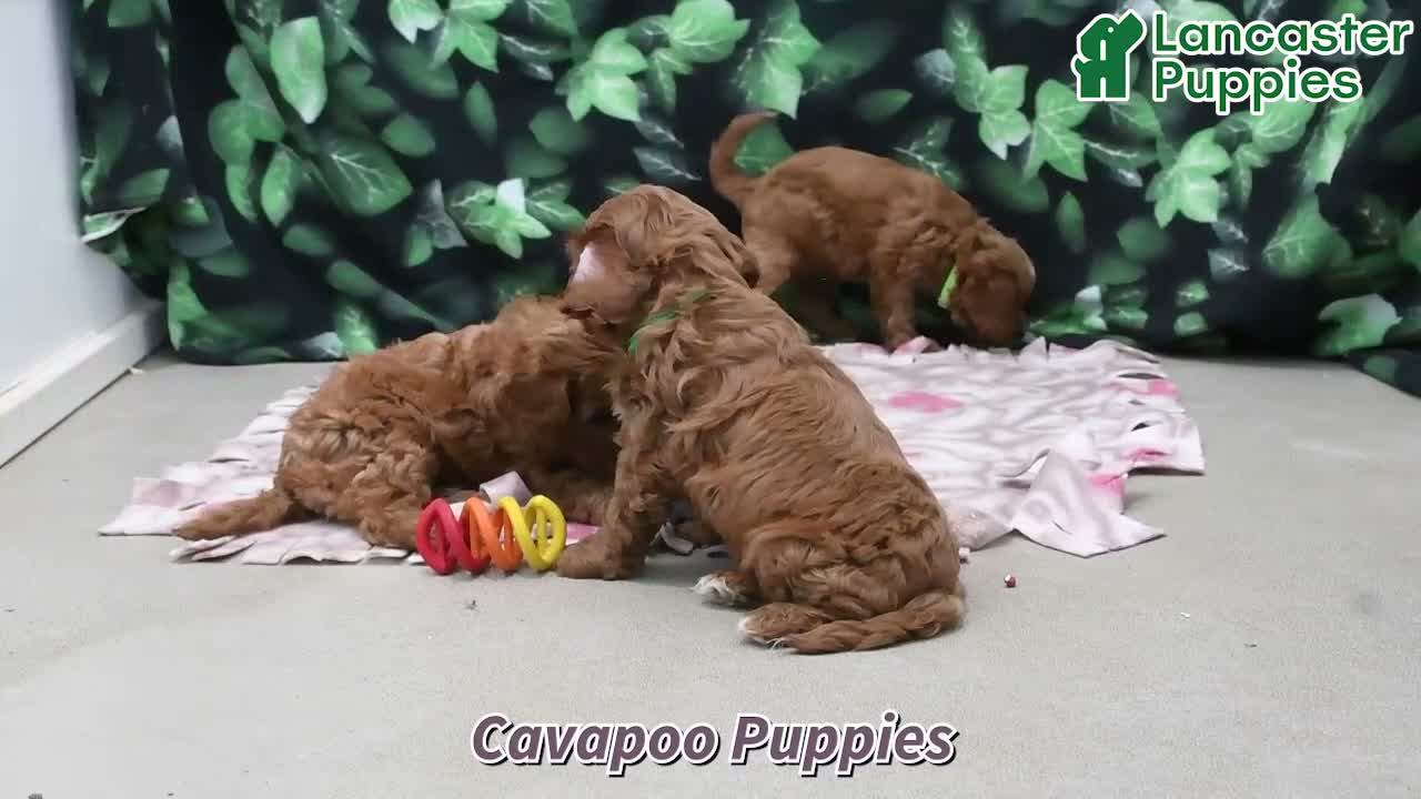 Cavapoo dogs for sale: Bobby - Video 1