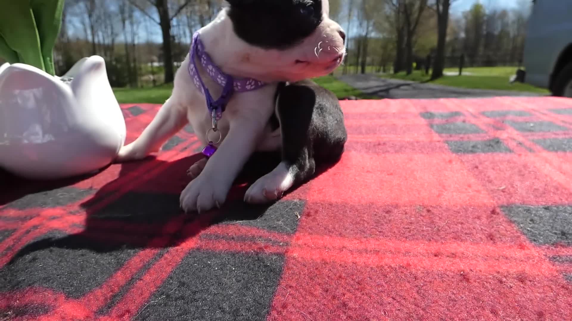 Boston Terrier dogs for sale: Boston Terrier Puppy 5 Rocko - Video 2