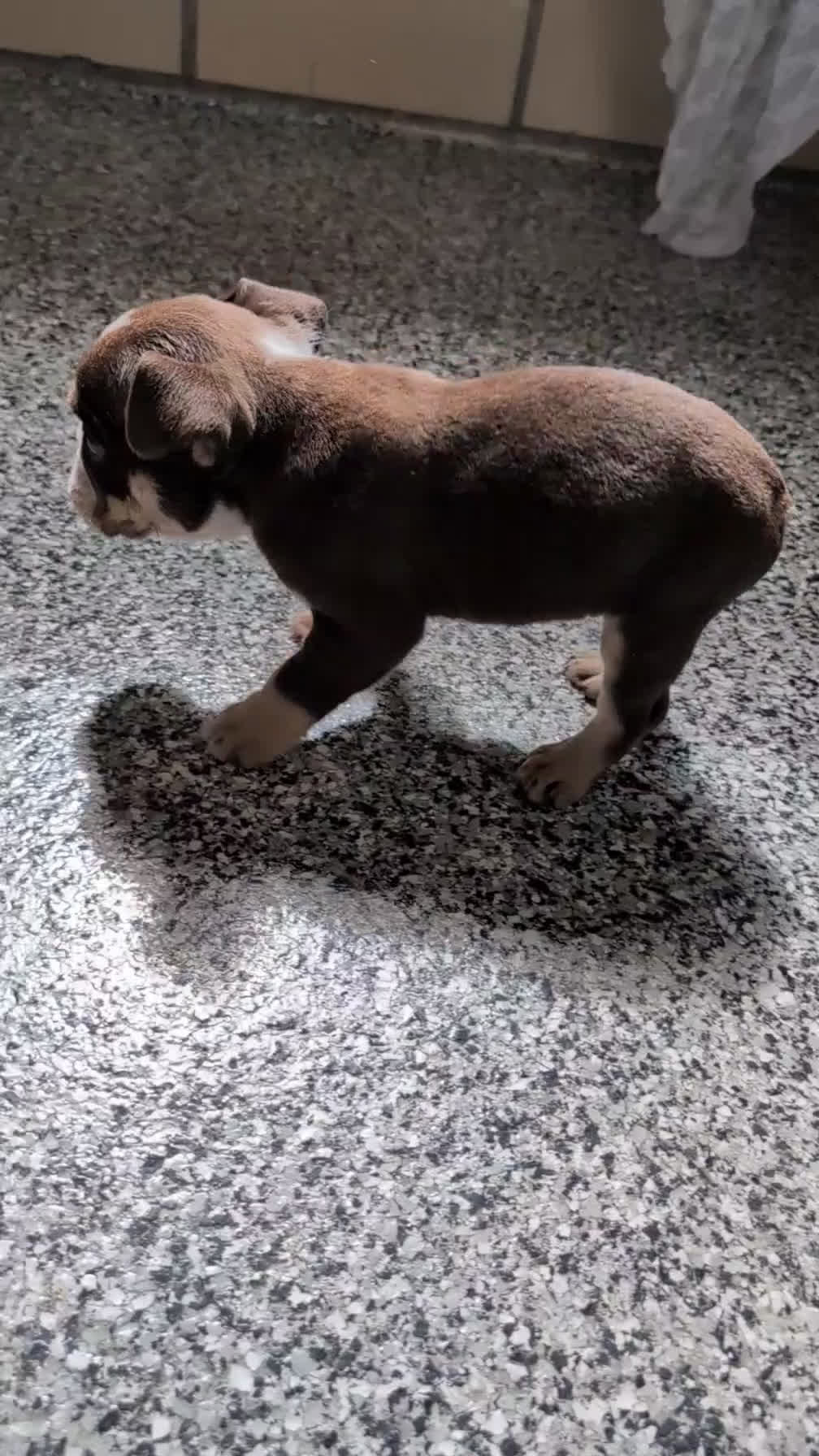 English Bulldog dogs for sale: Zion - Video 1