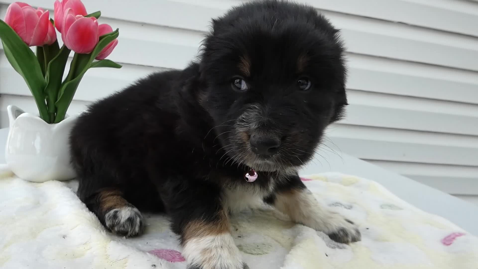 Miniature Australian Shepherd dogs for sale: Miniature Australian Shepherd Puppy 6 Mica - Video 1