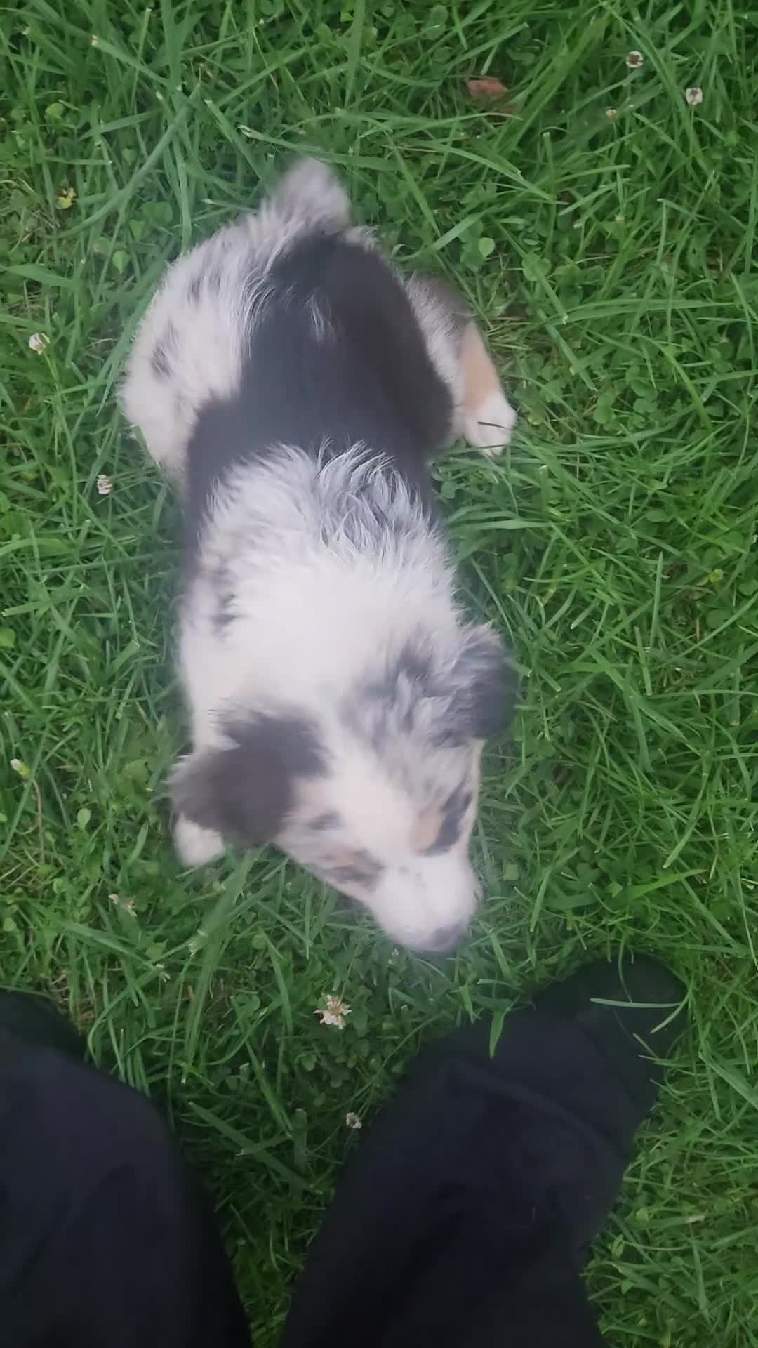 Australian Shepherd dogs for sale: "Backpack" -Tricolor blue merle (blue eyed) - Video 2