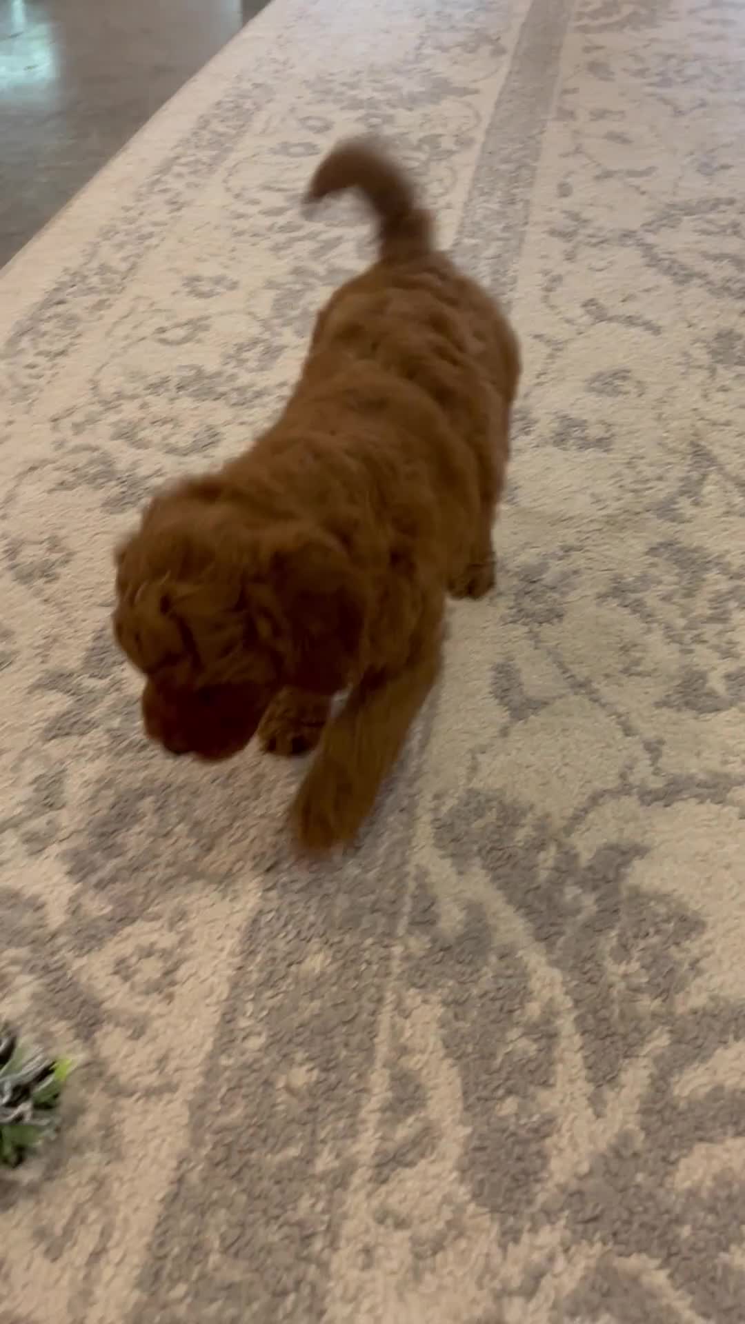 Mini Goldendoodle dogs for sale: Rio - Video 1