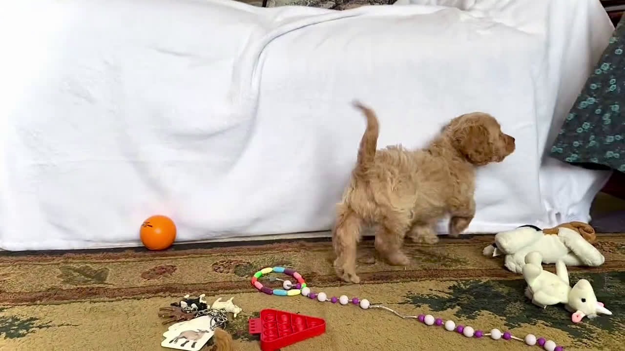 Cavapoo dogs for sale: Kuddles - Video 2