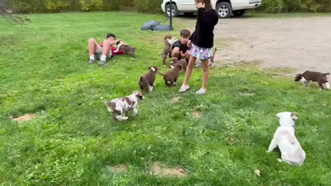 Mixed Breed dogs for sale: Purple - Video 1