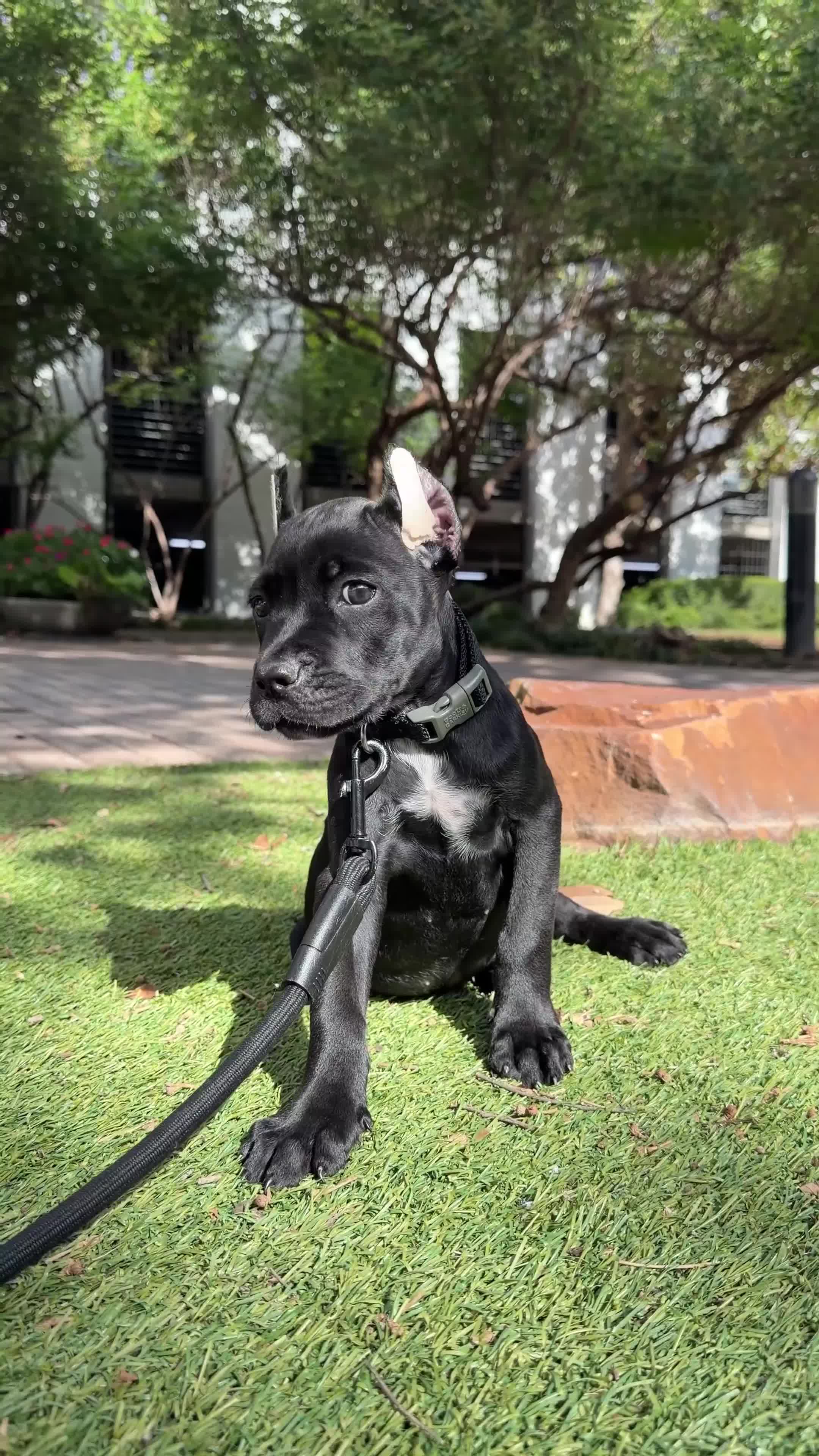 Cane Corso dogs for sale: Cane Corso 1 - Video 1