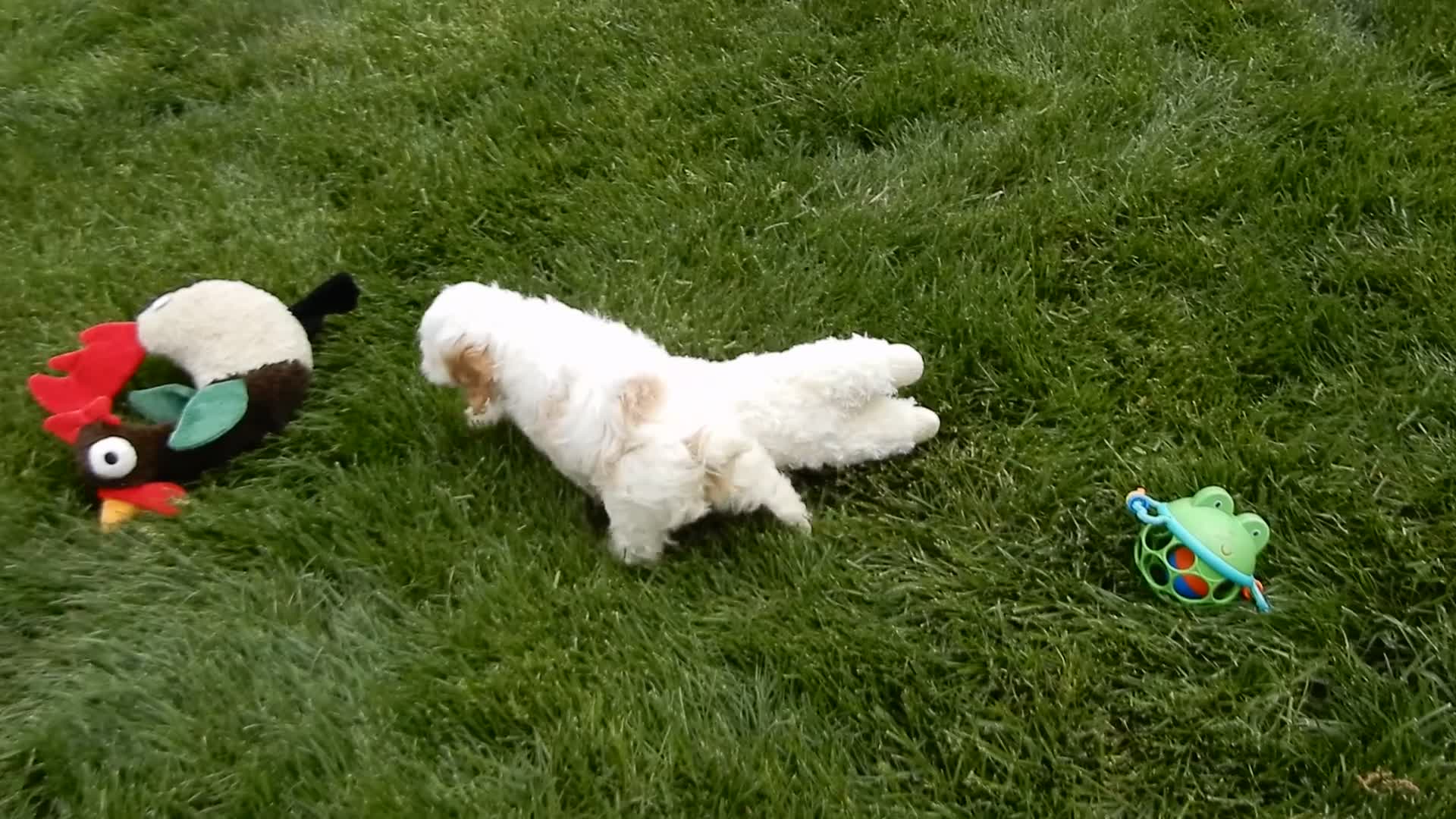 Cockapoo dogs for sale: Maci - Video 1