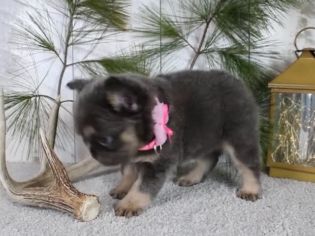 French Bulldog dogs for sale: Stella - Video 1