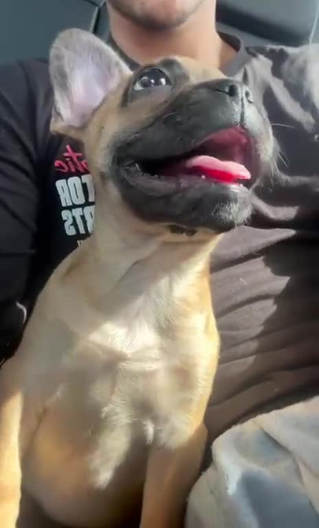 French Bulldog dogs for sale: French Bulldog Puppy  - Video 2