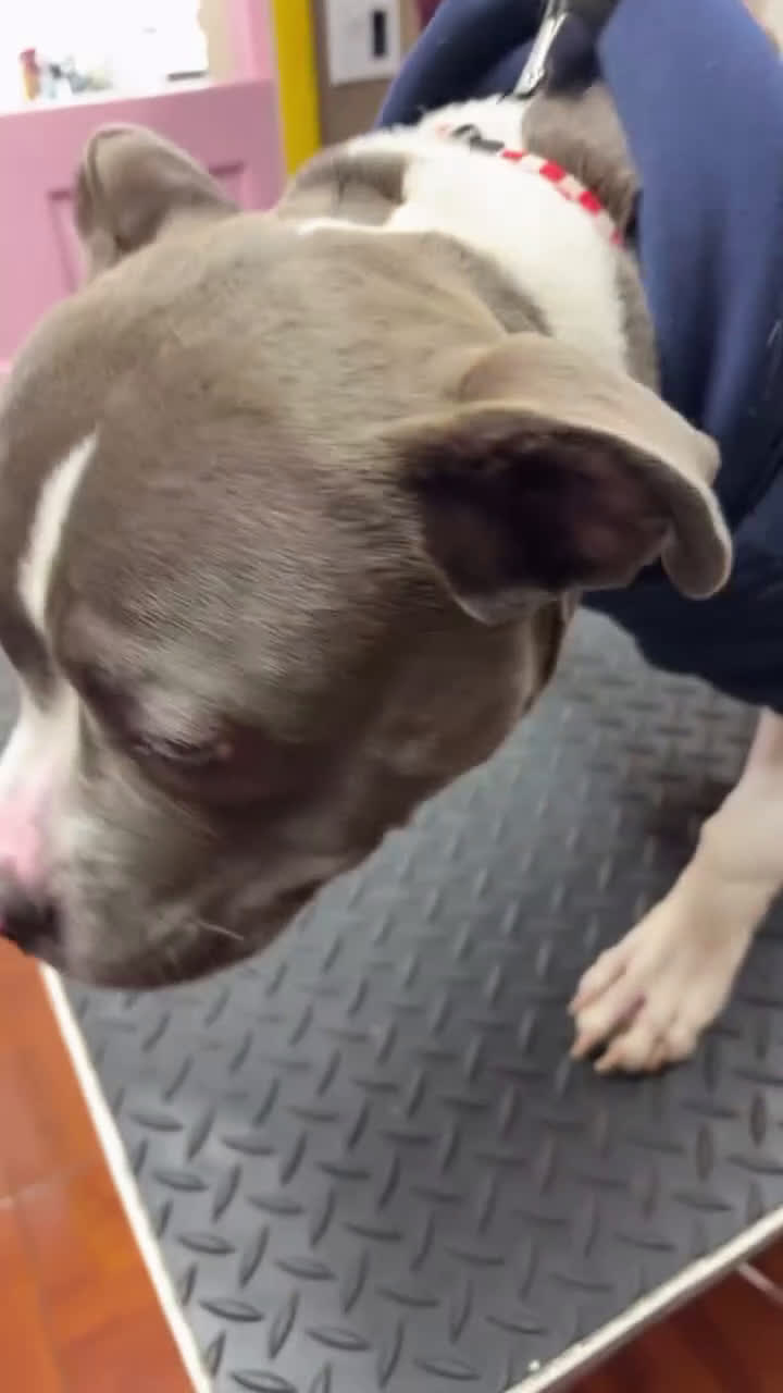 American Bully dogs for sale: American Bully Puppy 1 - Video 2