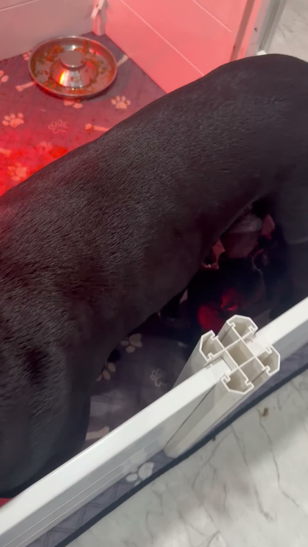 Cane Corso dogs for sale: Cane Corso 2 - Video 1