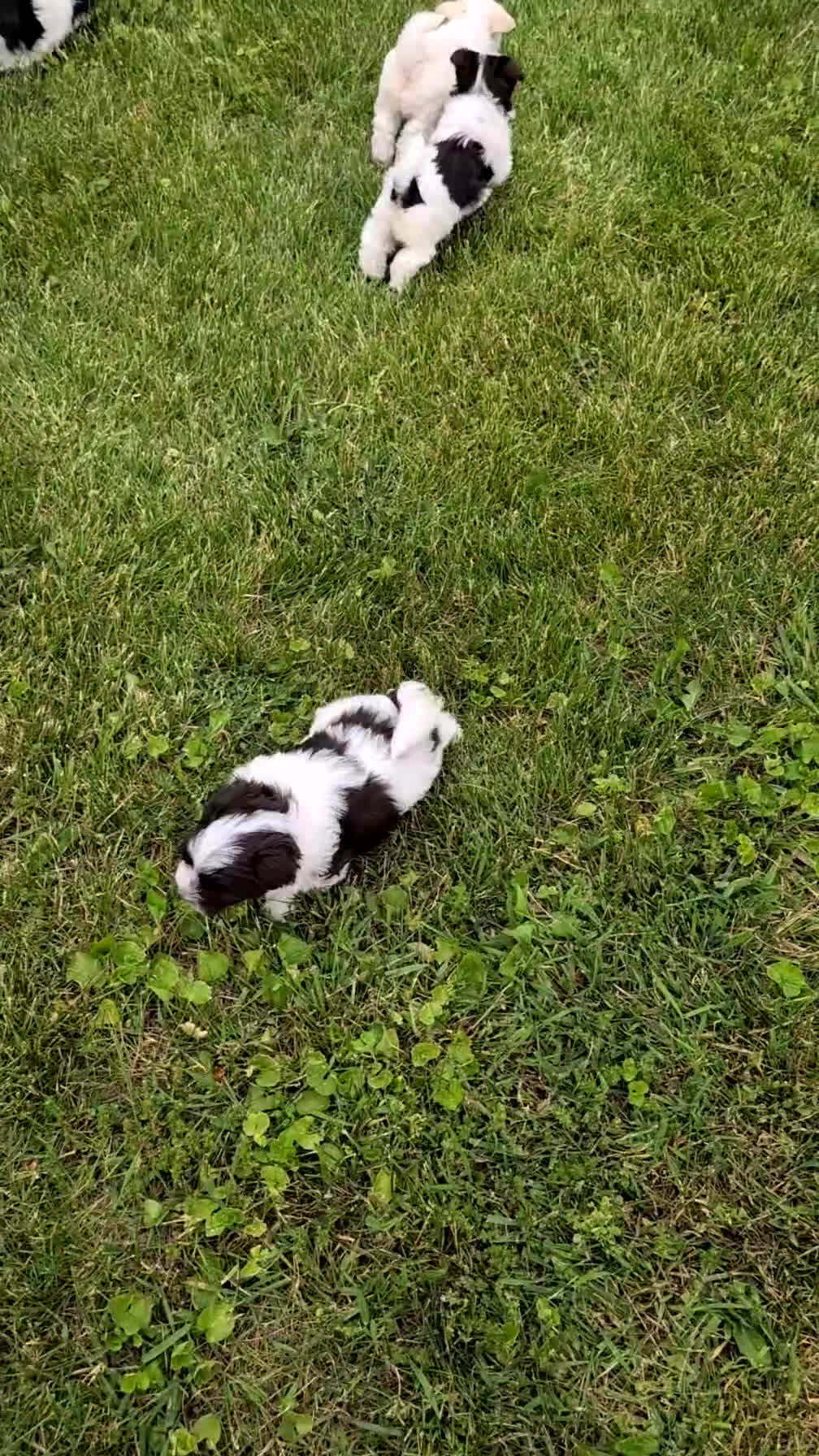 Havanese dogs for sale: Niko - Video 1