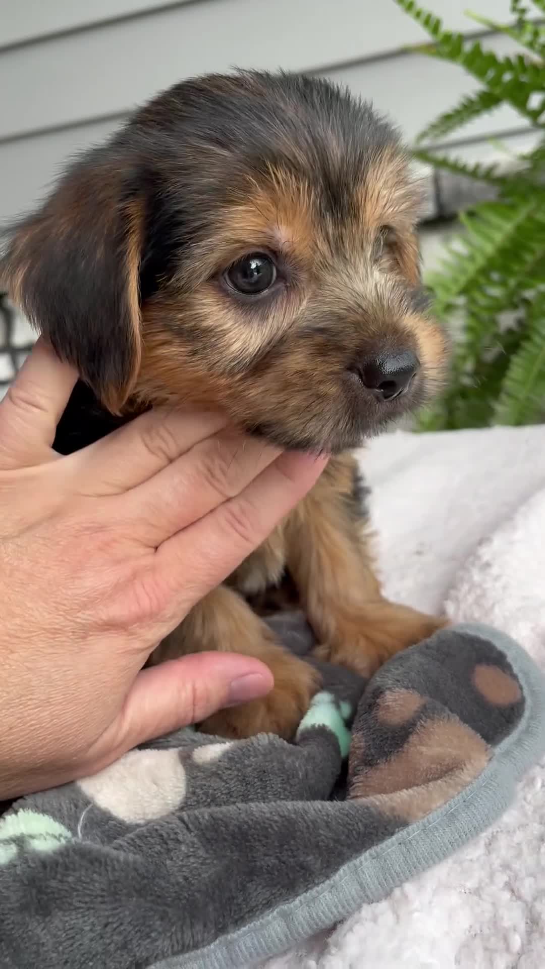 Morkie dogs for sale: Wyatt - Video 1