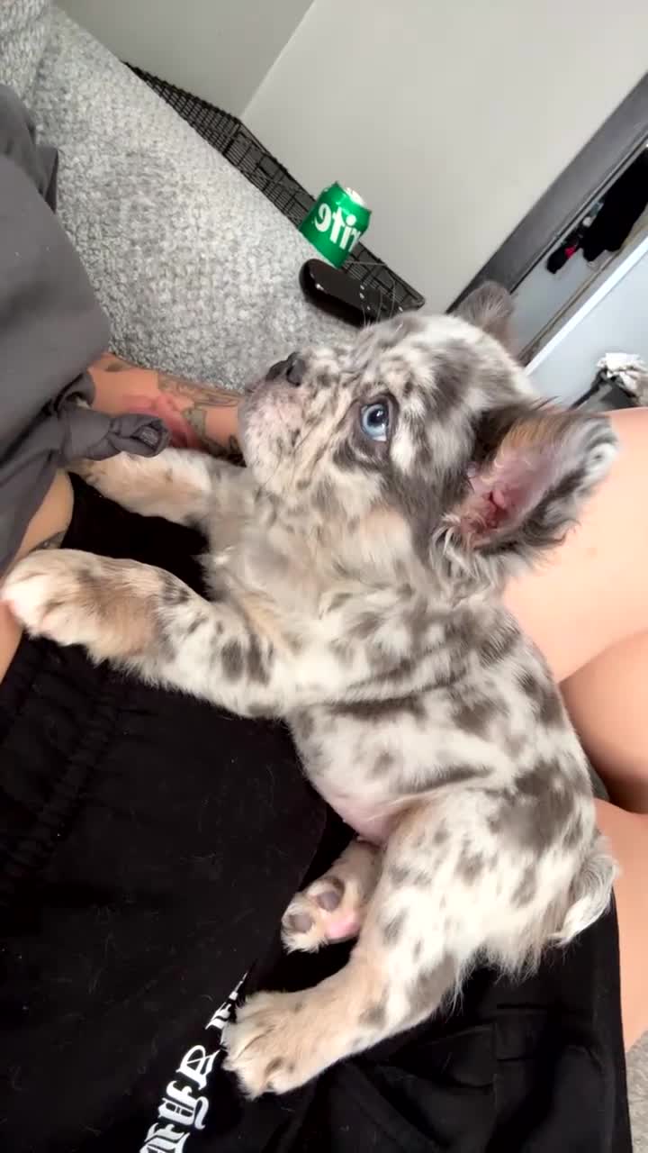 French Bulldog dogs for sale: French Bulldog Puppy 1 - Video 1