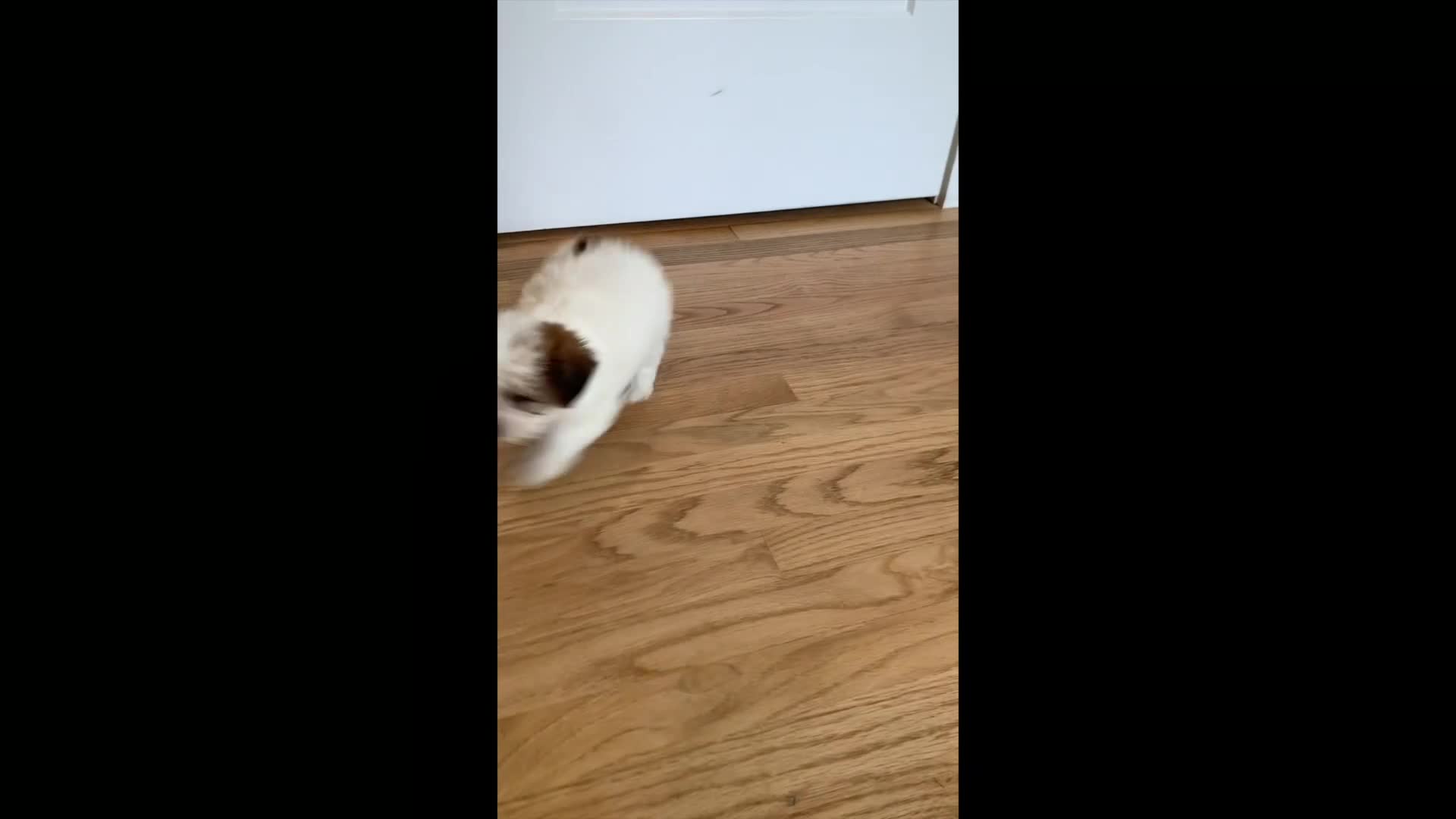 Teddy Bear dogs for sale: Lily - Video 1