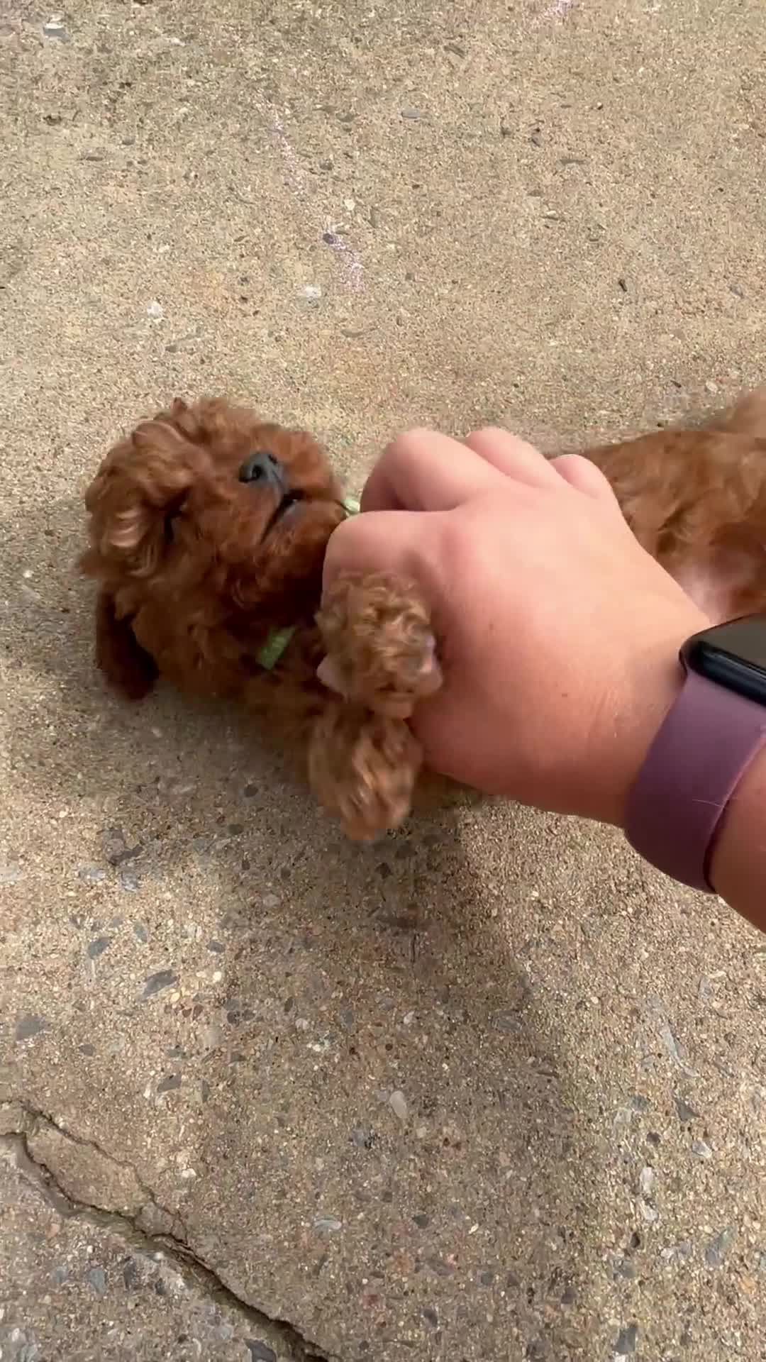 Cavapoo dogs for sale: Duke - Video 1