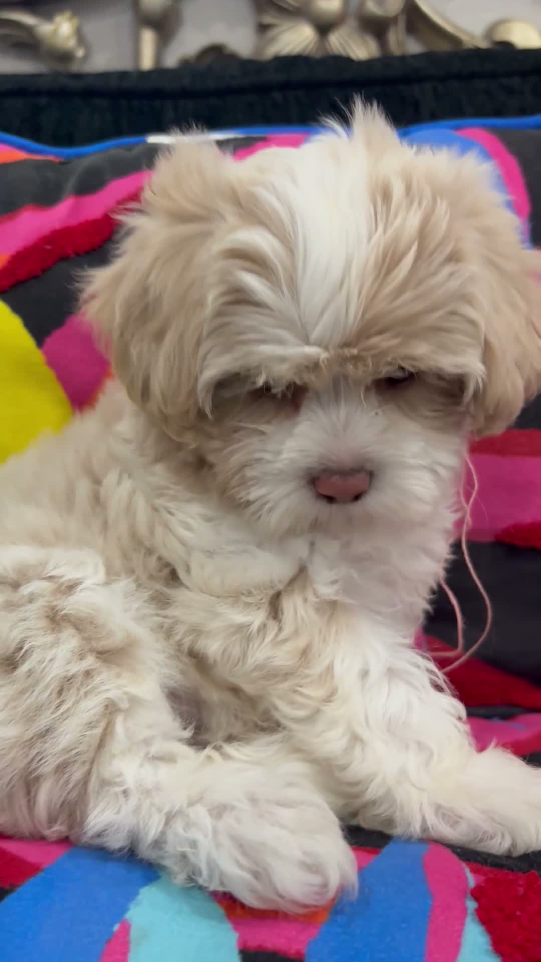 Mixed Breed dogs for sale: Seven - Video 1
