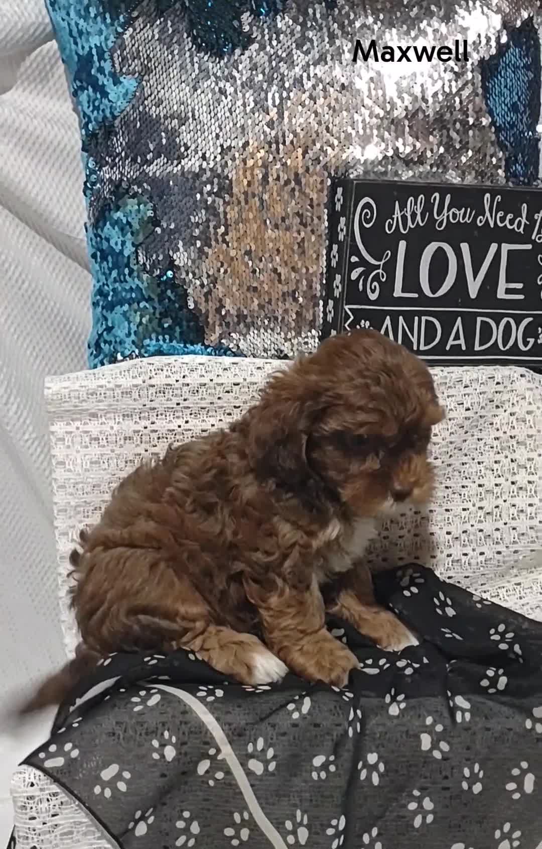 Shihpoo dogs for sale: Shihpoo Puppy 4 Maxwell  - Video 1