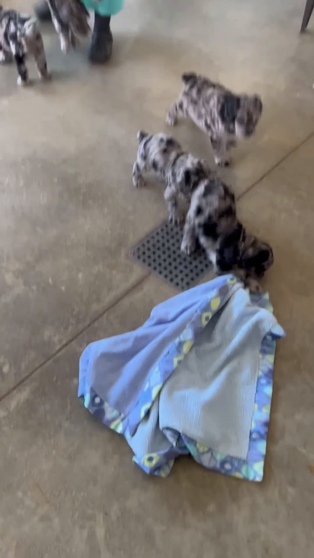 Schnoodle dogs for sale: Devon - Video 2