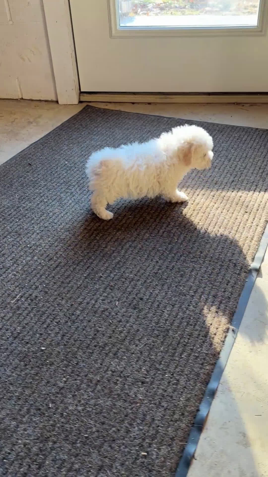 Bichon Frise dogs for sale: Tucker - Video 1