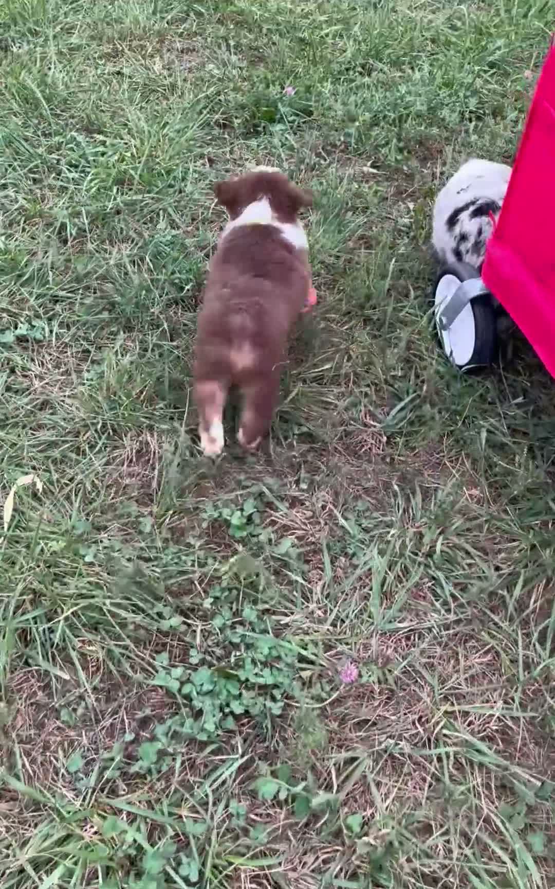 Australian Shepherd dogs for sale: Chubbie - Video 1