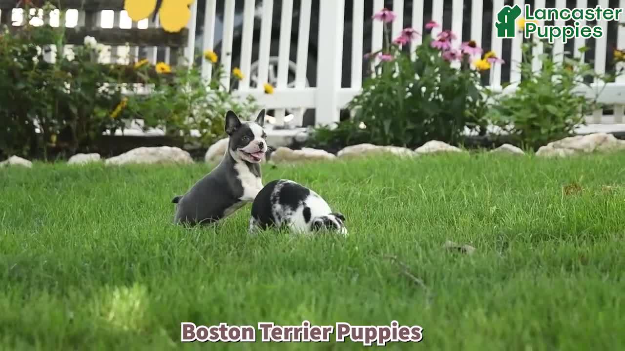 Boston Terrier dogs for sale: Amy - Video 1