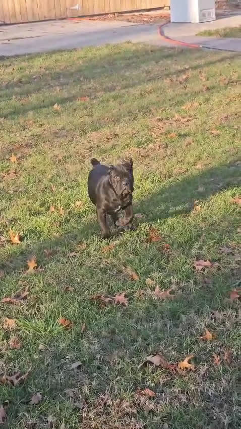 Cane Corso dogs for sale: ZEUS - Video 2