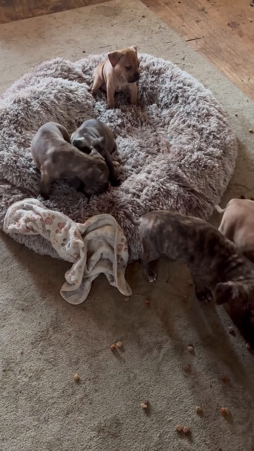 Mixed Breed dogs for sale: Smurf - Video 1