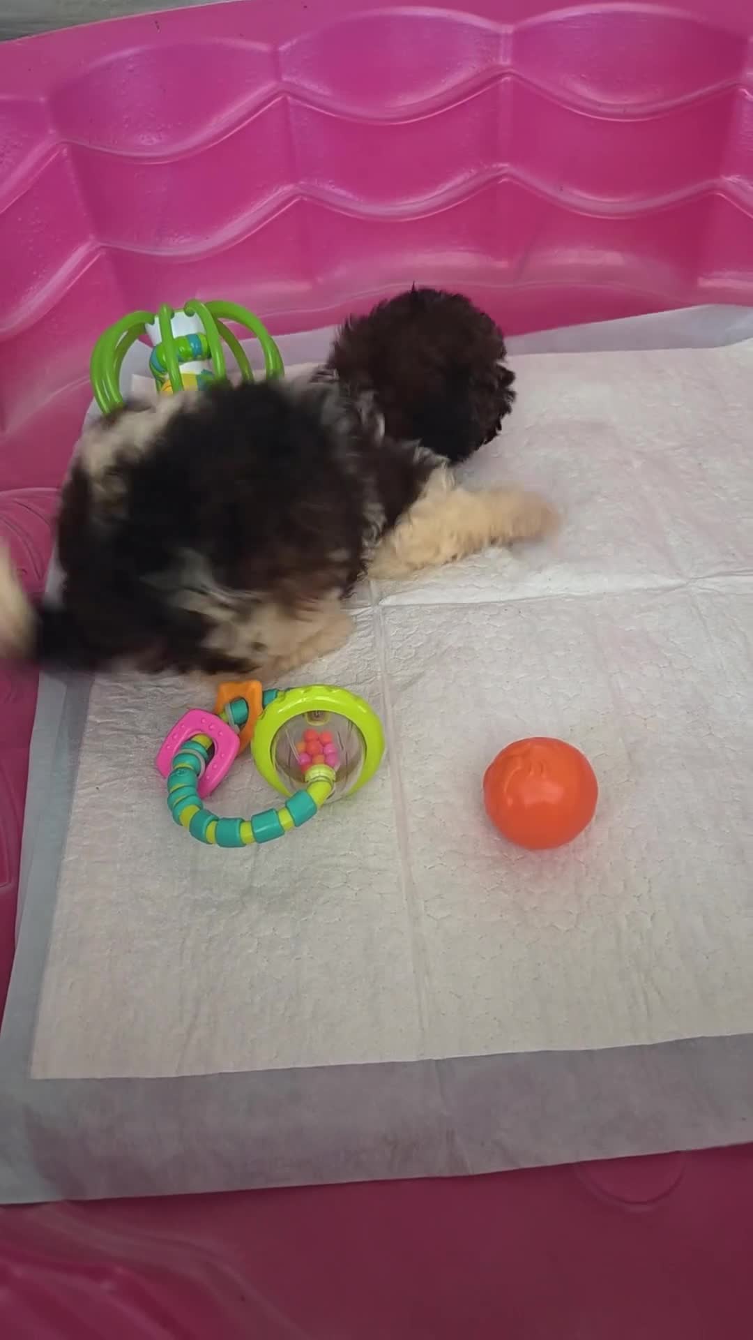 Shihpoo dogs for sale: Rosey - Video 1