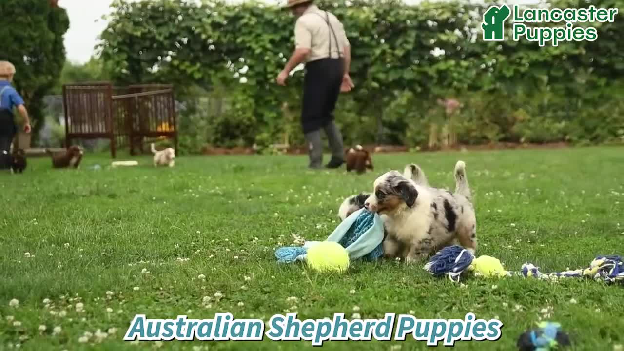 Australian Shepherd dogs for sale: Faith - Video 1