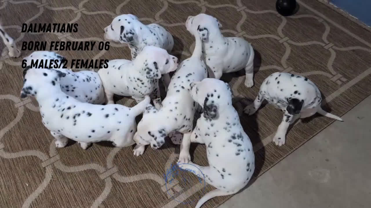 Dalmatian dogs for sale: Kody - Video 3