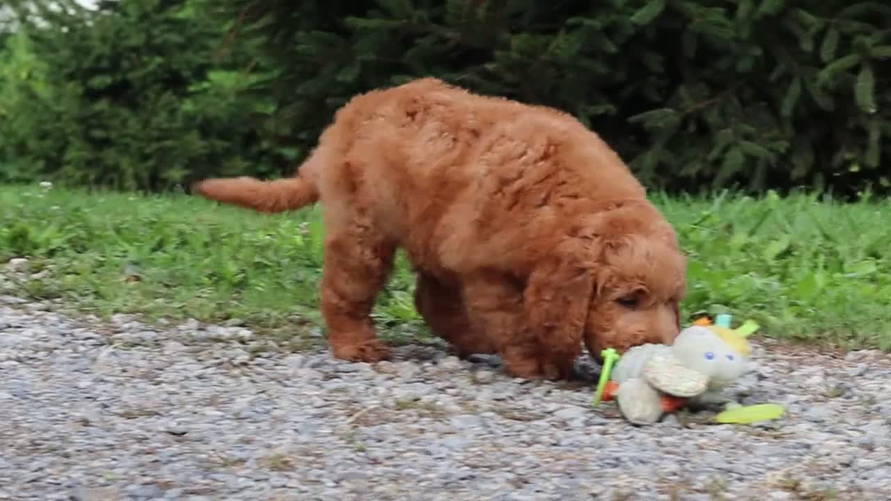 Goldendoodle dogs for sale: Theo - Video 1