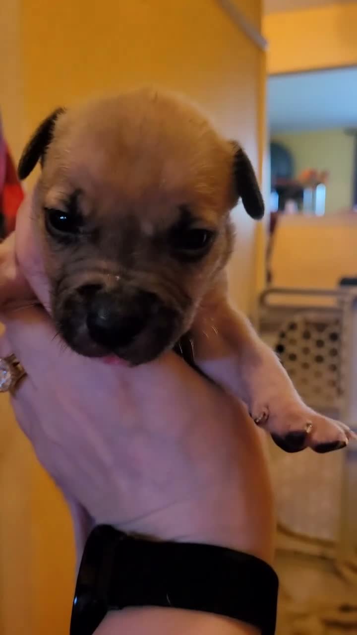 American Bully dogs for sale: Axel - Video 1