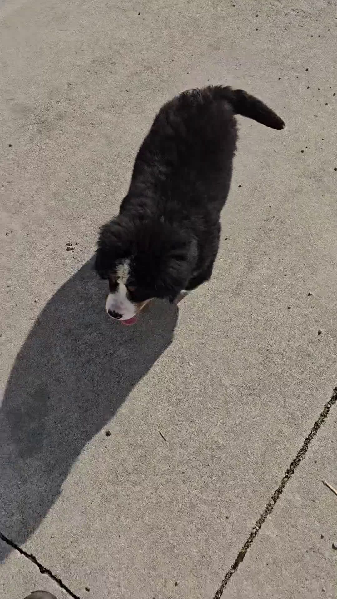 Bernese Mountain Dog dogs for sale: Rocky - Video 1