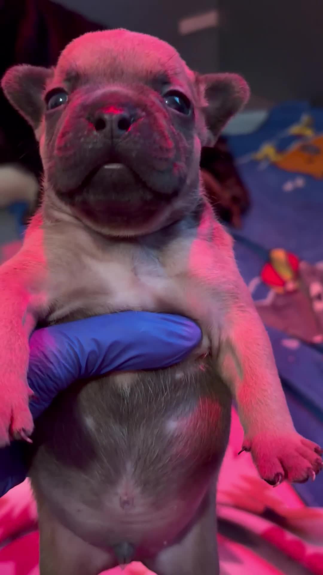 French Bulldog dogs for sale: French Bulldog  - Video 1