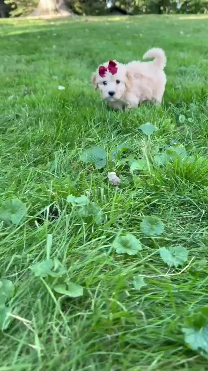 Mini Goldendoodle dogs for sale: Darla 🎀 - Video 1