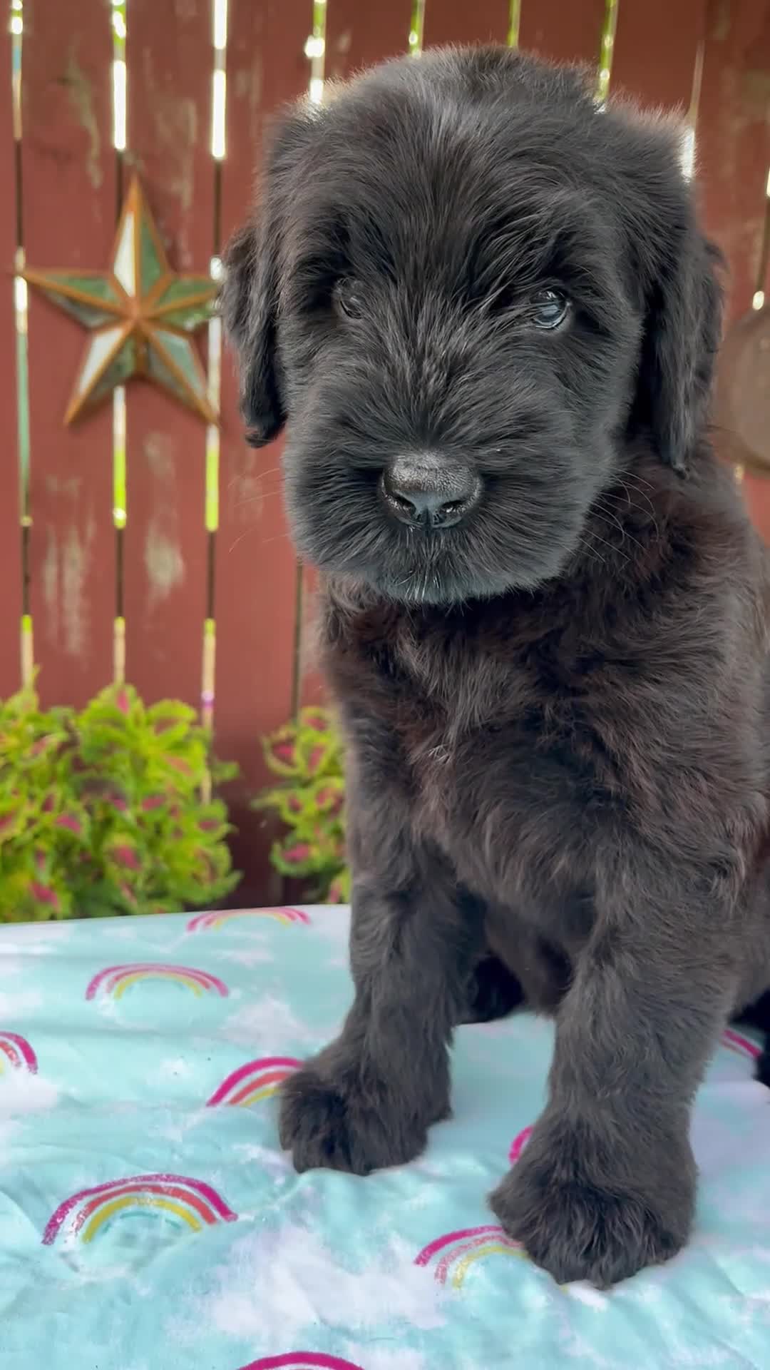 Giant Schnauzer dogs for sale: Luann - Video 1