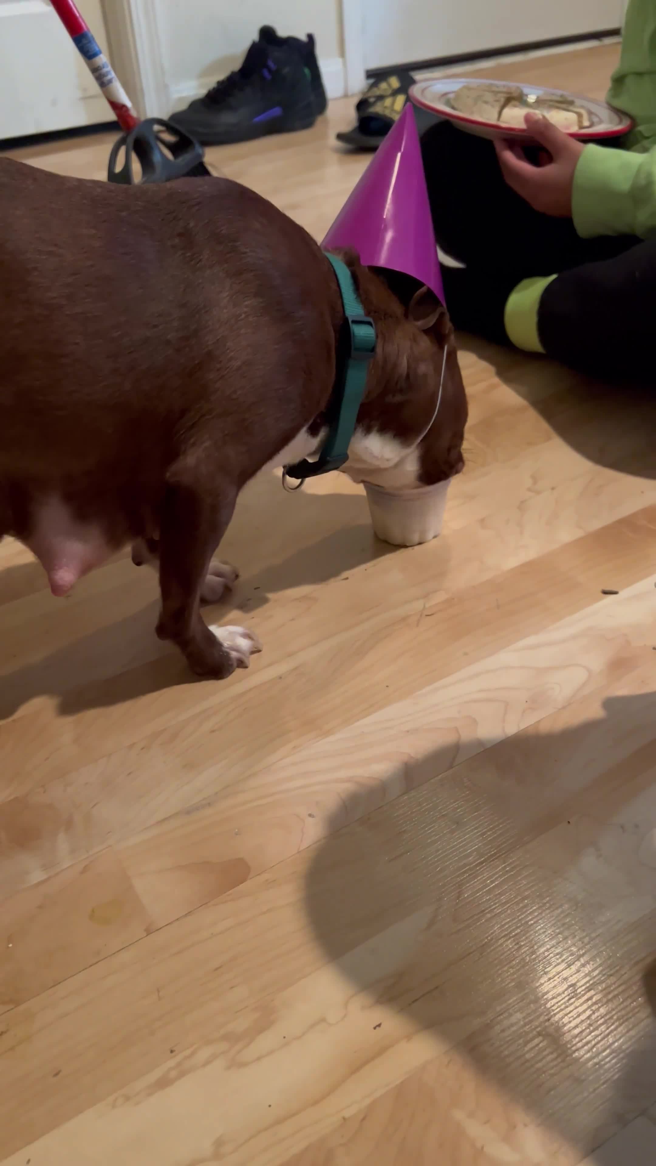 Mixed Breed dogs for sale: Robin - Video 1