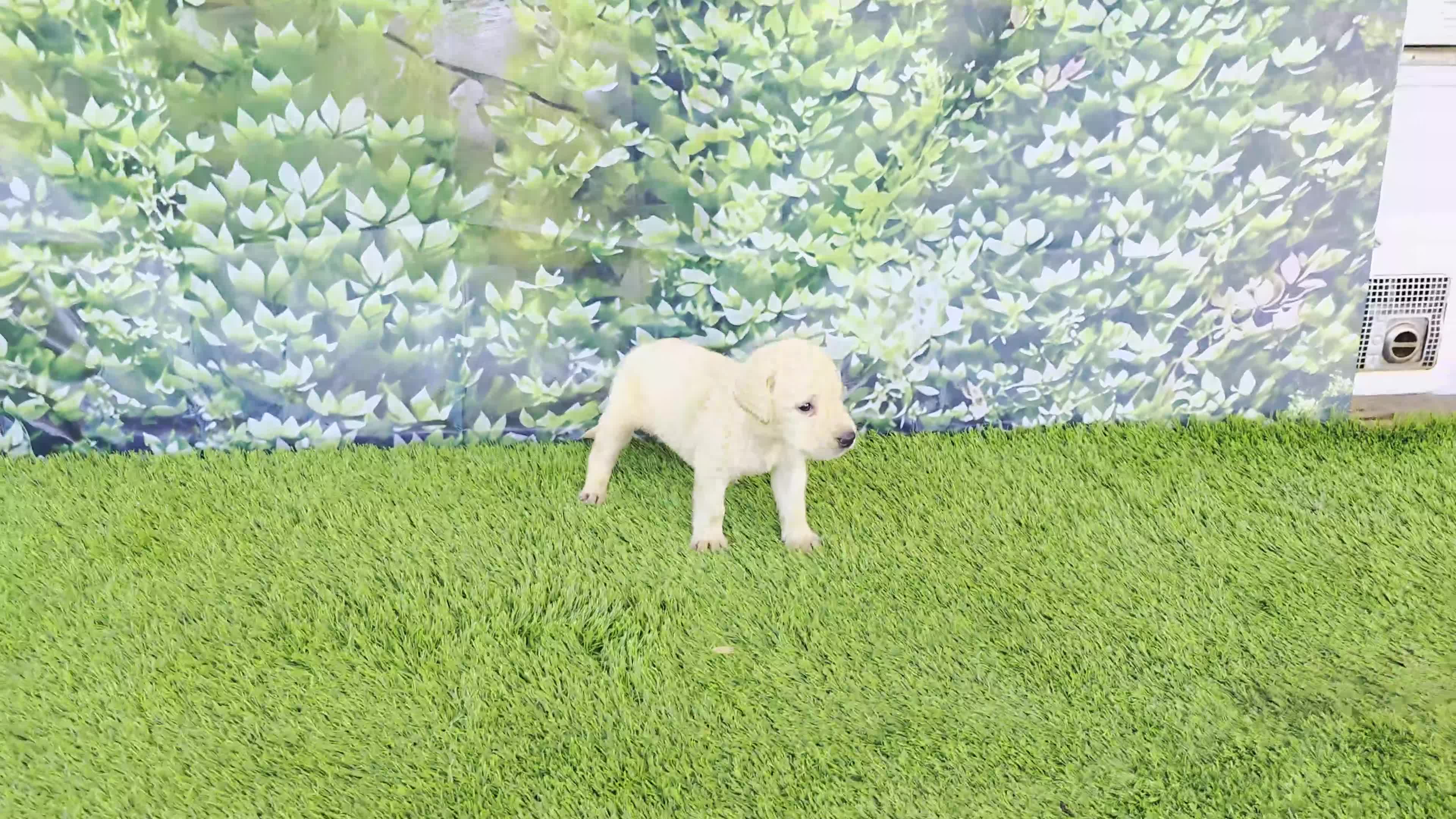 Labrador Retriever dogs for sale: Rosie - Video 1